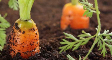 Jak rychle odplevelit a zpracovat mrkev pomocí petroleje na kontrolu plevele